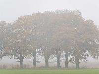 Herbstliche Baumreihe im Nebel - Übersee Heinrichswinkel